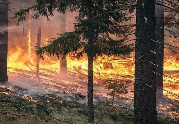 Application of outdoor solar voice reminder in forest protection